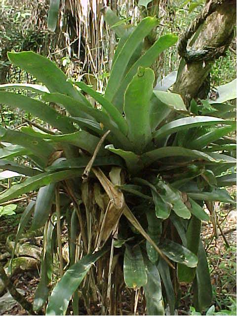 Hohenbergia penduliflora
