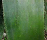 Hohenbergia penduliflora