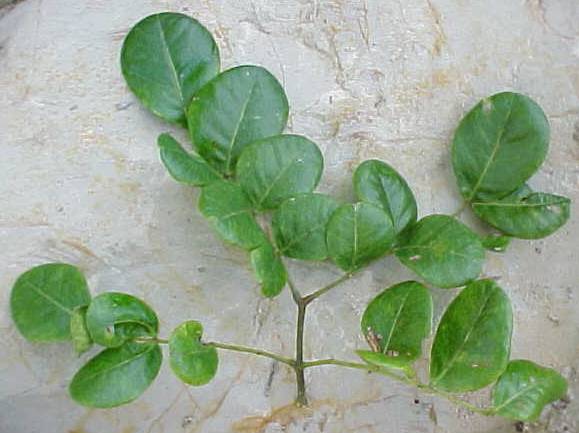 Abarema obovalis, hojas