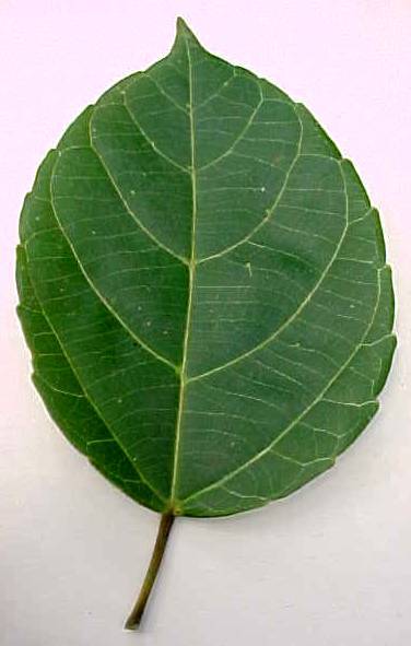 Alchornea latifolia, hoja viva