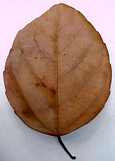 Alchornea latifolia, hoja muerta