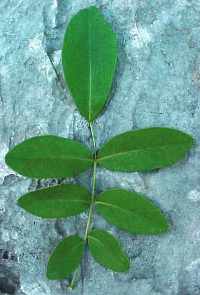 Ateleia gummifera, leaf, upper surface