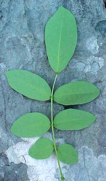 Ateleia gummifera, leaf, lower surface