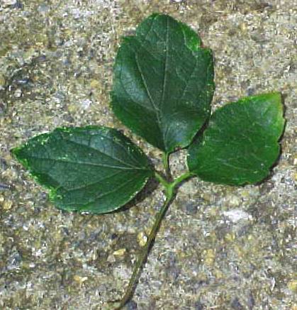 Clematis dioica, leaf