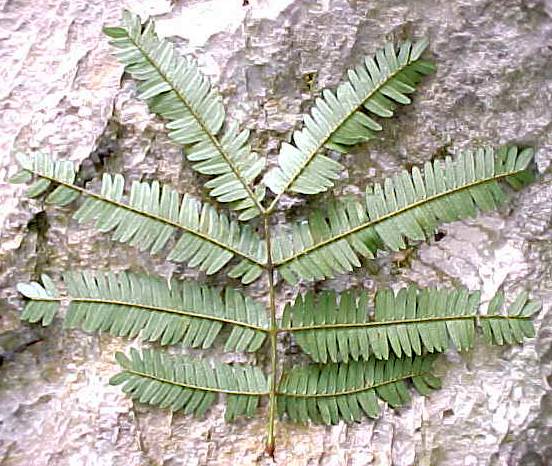 Cojoba arborea, leaf, lower surface