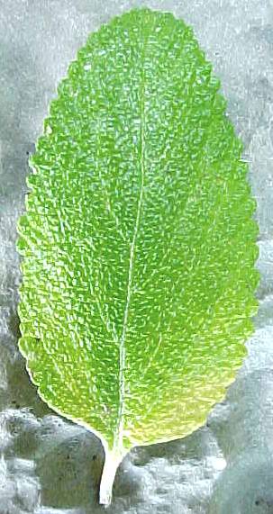 Lantana strigosa, hoja