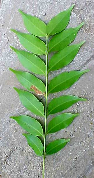 Matayba oppositifolia, leaf, lower surface