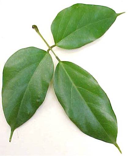 Mucuna urens, hoja / Mucuna urens, leaf
