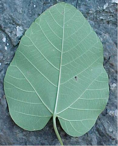 Omphalea hypoleuca, leaf, lower surface