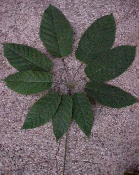 Schefflera morototoni, leaf, upper surface