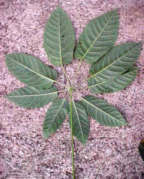 Schefflera morototoni, leaf, lower surface