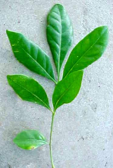 Spondias mombin, leaf