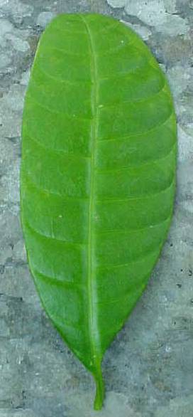 Tabernaemontana amblyocarpa, leaf