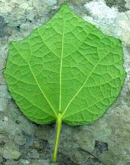 Urena lobata, leaf