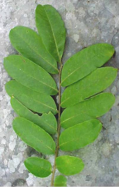 Zanthoxylum martinicense, leaf, upper surface