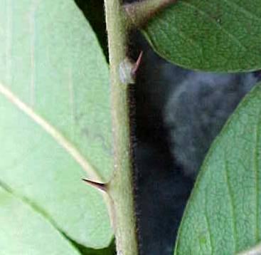 Zanthoxylum martinicense, spines on the leaves