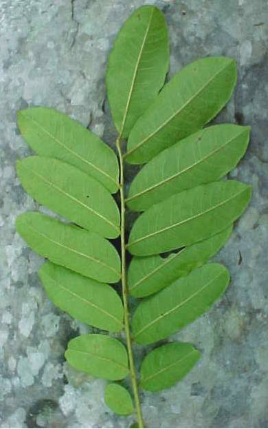 Zanthoxylum martinicense, leaf, lower surface