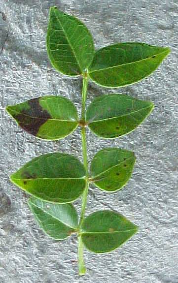Zanthoxylum pimpinelloides, leaf, upper surface