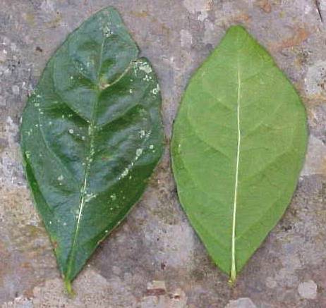 Adelia ricinella, hojas
