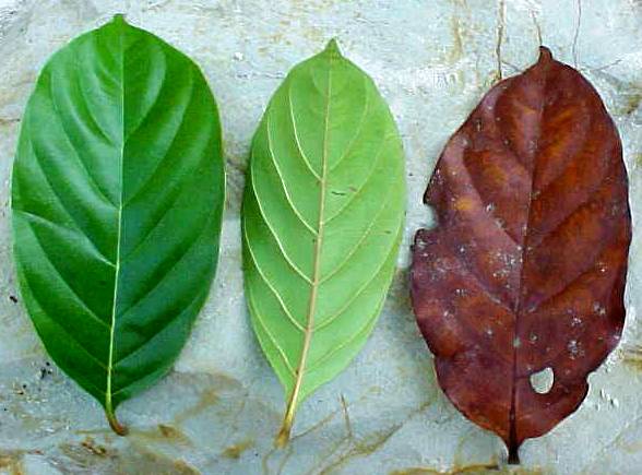 Amaioua corymbosa, living leaves (left), dead leaf (right)