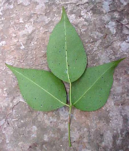 Amyris balsamifera, hoja, envés