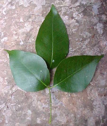 Amyris balsamifera, leaf, upper surface