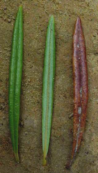 Befaria cubensis, hojas vivas (izquierda), hoja muerta (derecha) / Befaria cubensis, living leaves (left), dead leaf (right)