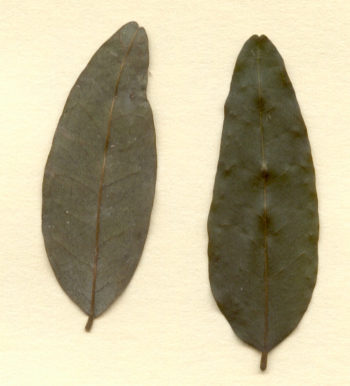 Behaimia cubensis, foliolos