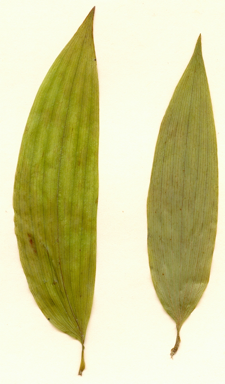Bomarea edulis, leaves