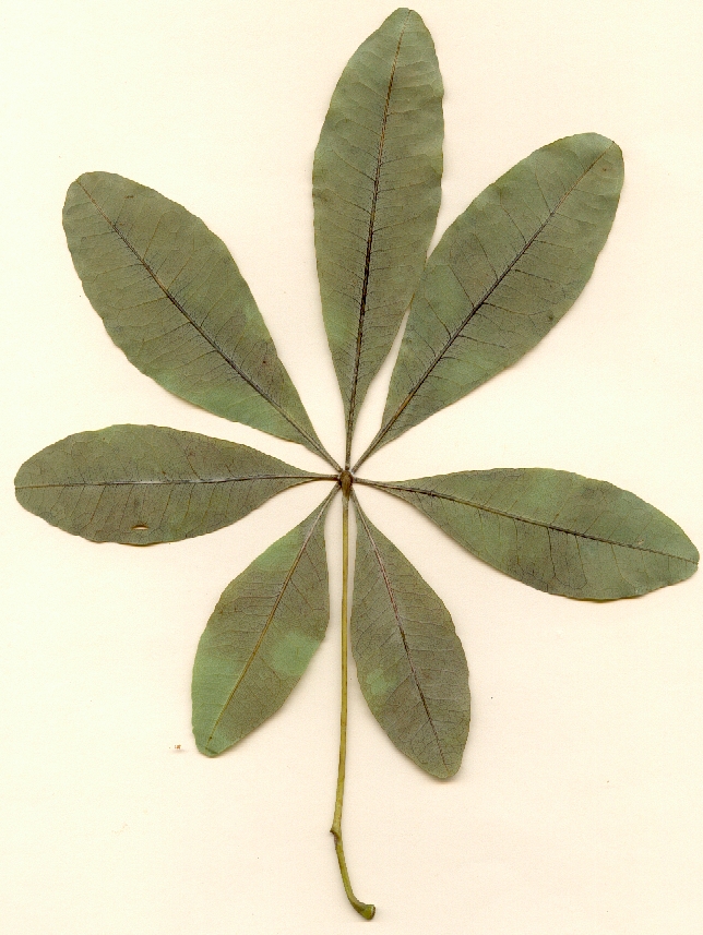 Bombacopsis cubensis, hoja, env&eacute;s