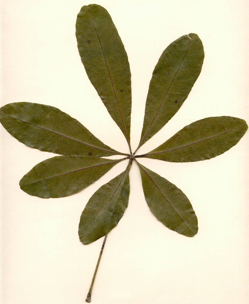 Bombacopsis cubensis, hoja, haz