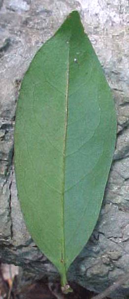Bunchosia media, leaf, lower surface