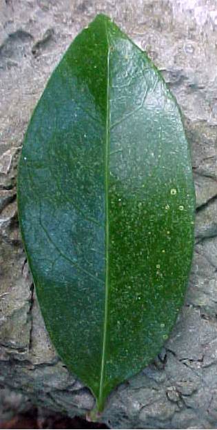 Bunchosia media, leaf, upper surface