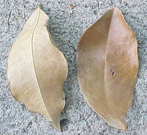 Bursera simaruba, foliolos muertos