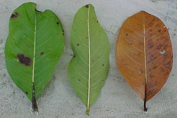 Byrsonima crassifolia, living leaves (left), dead leaf (right)