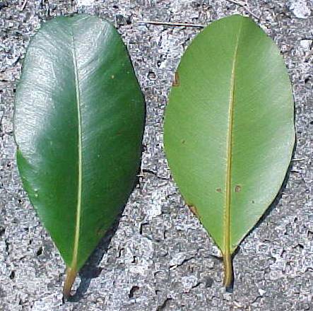 Calophyllum antillanum, hojas vivas