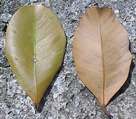 Calophyllum antillanum, hojas muertas