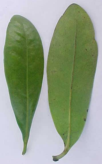 Canella winterana, living leaves