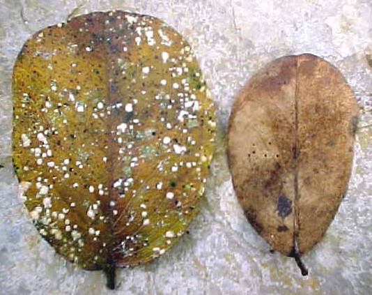 Capparis flexuosa, hojas muertas