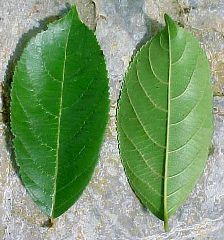 Casearia guianensis, hojas