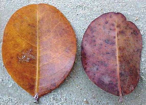 Chrysobalanus icaco, hojas muertas