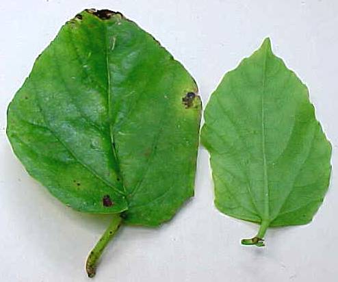 Cissus sicyoides, hojas