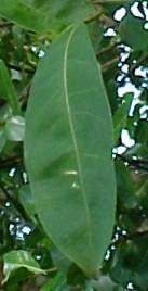 Citharexylum spinosum, hoja