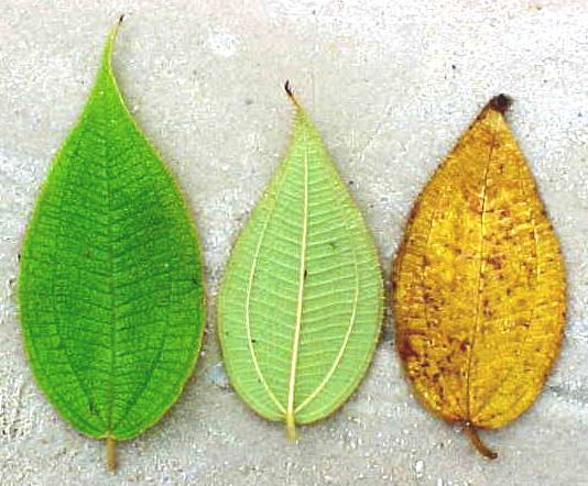 Clidemia capitellata, hojas vivas (izquierda), hoja muerta (derecha)