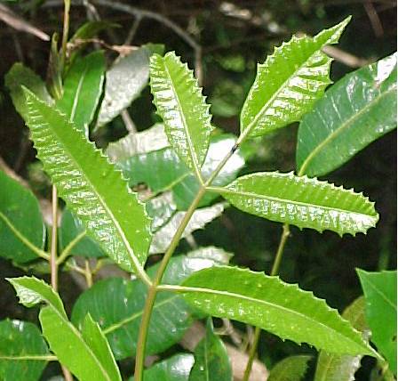 Comocladia dentata, leaves