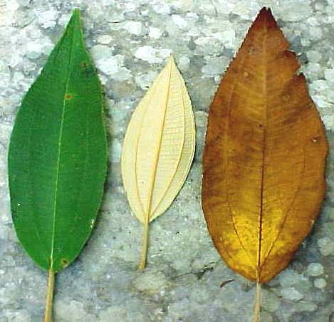 Conostegia xalapensis, hojas vivas (izquierda), hoja muertas (derecha)