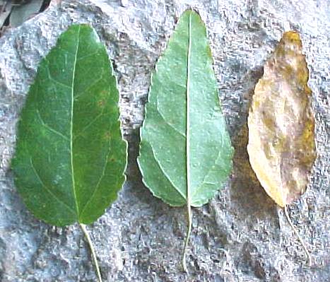 Croton corylifolius, hojas