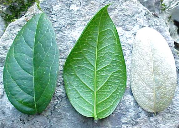 Cuervea integrifolia, hojas