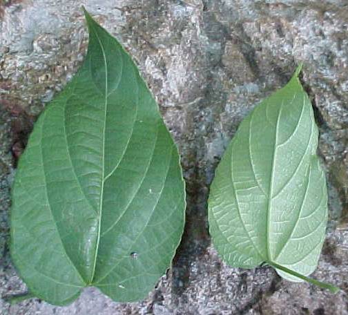 Dalechampia denticulata, leaves