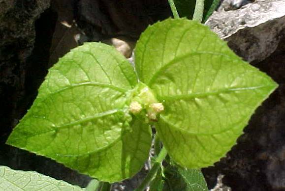 Dalechampia denticulata
